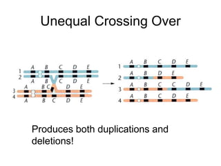 Unequal Crossing Over
Produces both duplications and
deletions!
 
