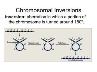 Chromosomal Inversions
inversion: aberration in which a portion of
the chromosome is turned around 180o
.
 