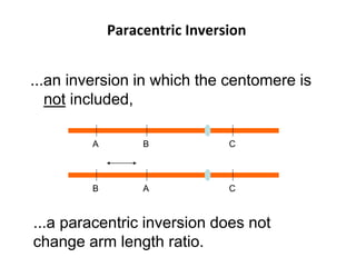 Paracentric Inversion
...an inversion in which the centomere is
not included,
A B C
...a paracentric inversion does not
change arm length ratio.
B
A C
B A
 