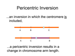 Pericentric Inversion
...an inversion in which the centromere is
included,
A B C
A B
C
...a pericentric inversion results in a
change in chromosome arm length.
 