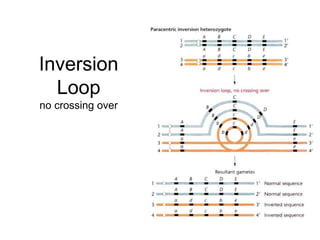 Inversion
Loop
no crossing over
 