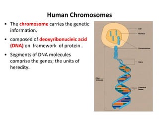 Human Chromosomes
• The chromosome carries the genetic
information.
• composed of deoxyribonucieic acid
(DNA) on framework of protein .
• Segments of DNA molecules
comprise the genes; the units of
heredity.
 