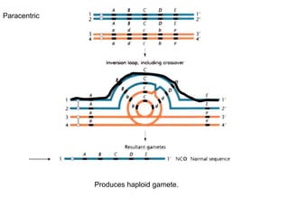 Produces haploid gamete.
Paracentric
 