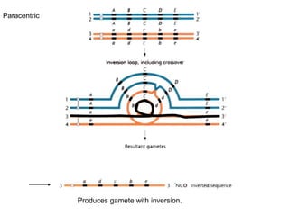 Produces gamete with inversion.
Paracentric
 
