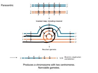 Produces a chromosome with two centromeres.
Nonviable gametes.
Paracentric
 