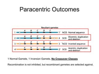 Paracentric Outcomes
1 Normal Gamete, 1 Inversion Gamete, No Crossover Classes
Recombination is not inhibited, but recombinant gametes are selected against.
 