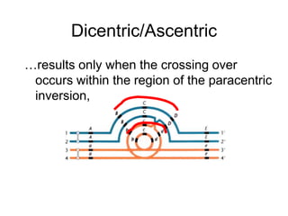 Dicentric/Ascentric
…results only when the crossing over
occurs within the region of the paracentric
inversion,
 