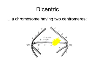 Dicentric
...a chromosome having two centromeres;
 
