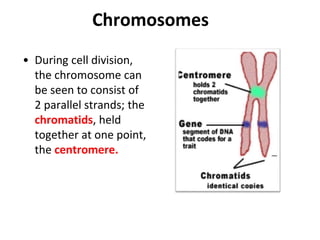 • During cell division,
the chromosome can
be seen to consist of
2 parallel strands; the
chromatids, held
together at one point,
the centromere.
Chromosomes
 
