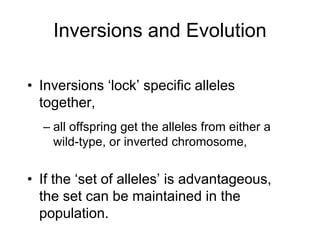 Inversions and Evolution
• Inversions ‘lock’ specific alleles
together,
– all offspring get the alleles from either a
wild-type, or inverted chromosome,
• If the ‘set of alleles’ is advantageous,
the set can be maintained in the
population.
 