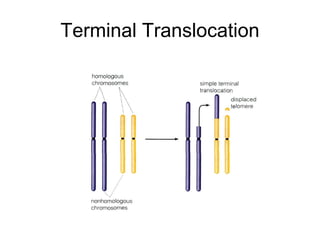 Terminal Translocation
 