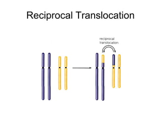 Reciprocal Translocation
 