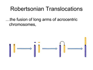 Robertsonian Translocations
…the fusion of long arms of acrocentric
chromosomes,
 