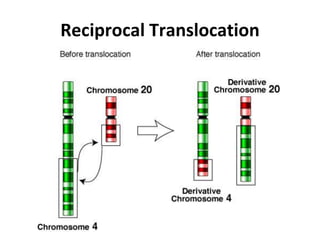 Reciprocal Translocation
 