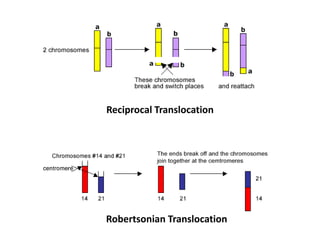 Reciprocal Translocation
Robertsonian Translocation
 