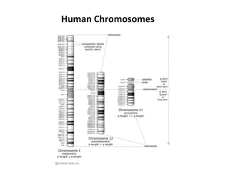 Human Chromosomes
 