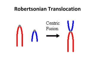 Robertsonian Translocation
 