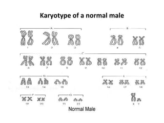 Karyotype of a normal male
 