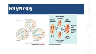 POLYPLOIDY
 