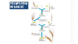 POLYPLOIDY
IN WHEAT
 