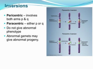 Chromosomal aberrations,downs syndrome-Dr.Gourav | PPTX