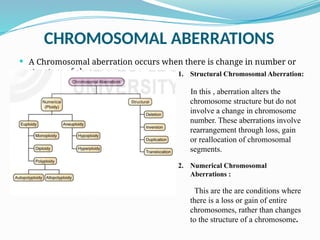 Comprehensive Overview of Chromosomal Aberrations in Genetics | PPTX