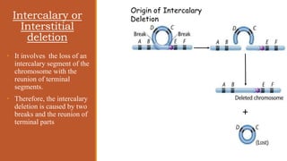 Example Intercalcary Chapter Chromosomal Aberrations (Structural).pptx