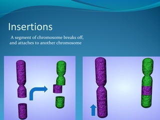 Insertions 
A segment of chromosome breaks off, 
and attaches to another chromosome 
 