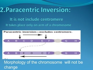 Morphology of the chromosome will not be 
change 
 