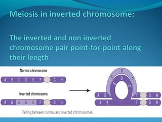 Chromosomal abnormalties
