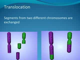 Translocation 
Segments from two different chromosomes are 
exchanged 
 