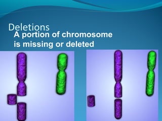 Deletions 
A portion of chromosome 
is missing or deleted 
 