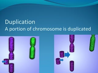 Duplication 
A portion of chromosome is duplicated 
 