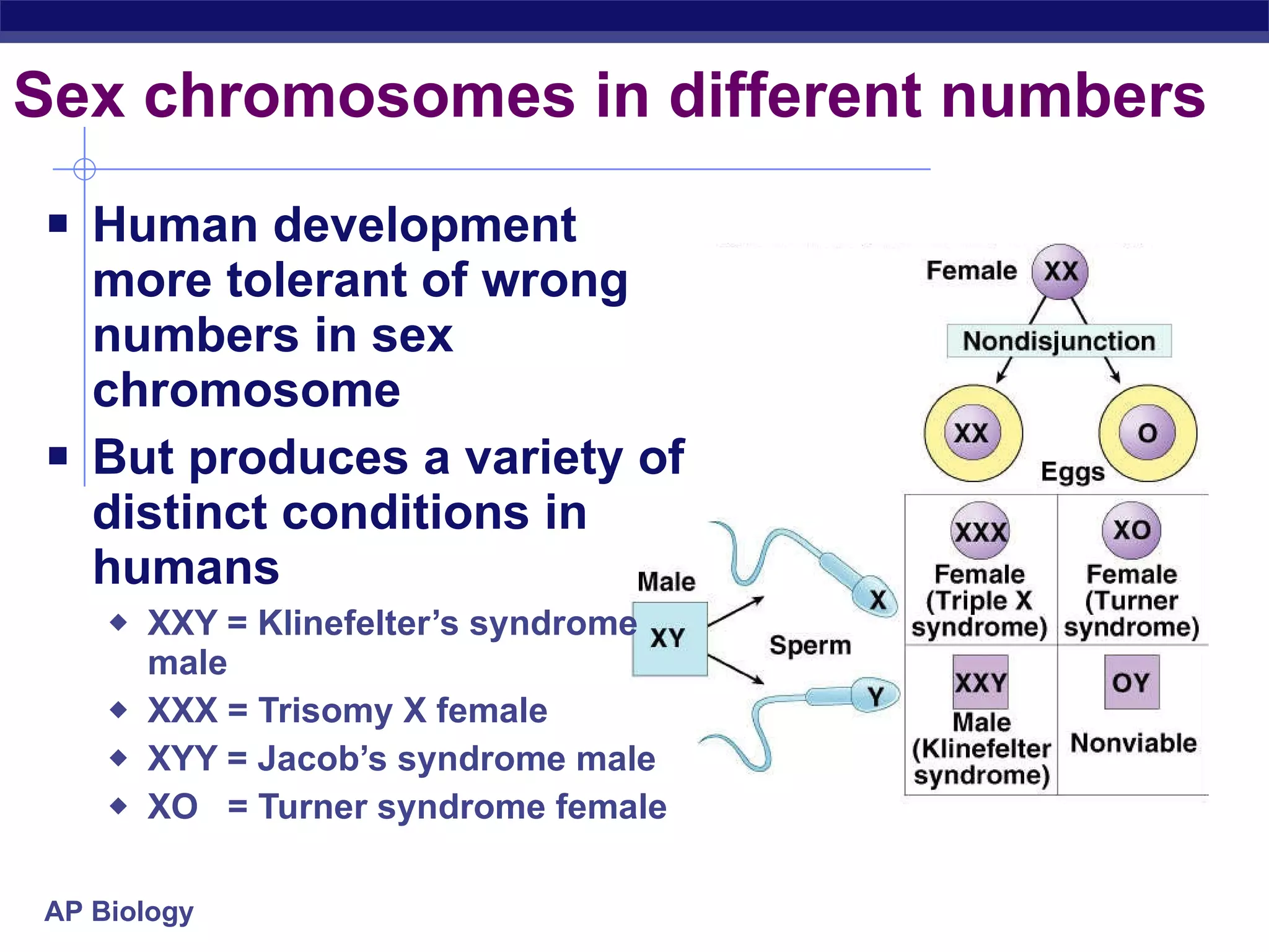 Sex chromosomes in different numbers Human development more tolerant of wrong numbers in sex chromosome But produces a variety of distinct conditions in humans XXY = Klinefelter’s syndrome male  XXX = Trisomy X female XYY = Jacob’s syndrome male XO  = Turner syndrome female 