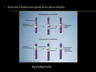 Inv2 Polymorphic Variant Chromosomal abnormalities | PPTX