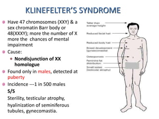 KLINEFELTER’S SYNDROME
Have 47 chromosomes (XXY) & a
sex chromatin Barr body or
48(XXXY); more the number of X
more the chances of mental
impairment
Cause:
Nondisjunction of XX
homologue
Found only in males, detected at
puberty
Incidence ---1 in 500 males
S/S
Sterility, testicular atrophy,
hyalinization of seminiferous
tubules, gynecomastia.
 