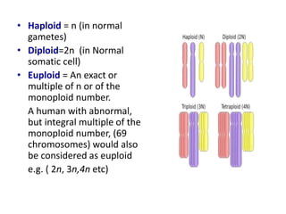 • Haploid = n (in normal
gametes)
• Diploid=2n (in Normal
somatic cell)
• Euploid = An exact or
multiple of n or of the
monoploid number.
A human with abnormal,
but integral multiple of the
monoploid number, (69
chromosomes) would also
be considered as euploid
e.g. ( 2n, 3n,4n etc)
 