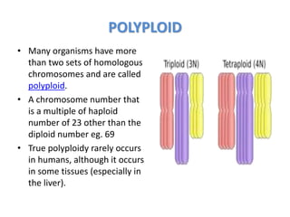 POLYPLOID
• Many organisms have more
than two sets of homologous
chromosomes and are called
polyploid.
• A chromosome number that
is a multiple of haploid
number of 23 other than the
diploid number eg. 69
• True polyploidy rarely occurs
in humans, although it occurs
in some tissues (especially in
the liver).
 