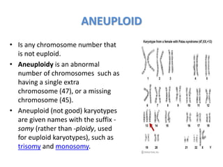 ANEUPLOID
• Is any chromosome number that
is not euploid.
• Aneuploidy is an abnormal
number of chromosomes such as
having a single extra
chromosome (47), or a missing
chromosome (45).
• Aneuploid (not good) karyotypes
are given names with the suffix -
somy (rather than -ploidy, used
for euploid karyotypes), such as
trisomy and monosomy.
 