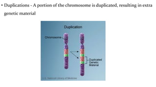 • Duplications - A portion of the chromosome is duplicated, resulting in extra
genetic material
 