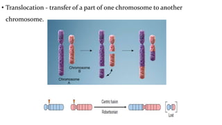 • Translocation - transfer of a part of one chromosome to another
chromosome.
 