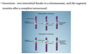 • Inversions - two interstitial breaks in a chromosome, and the segment
reunites after a complete turnaround.
 