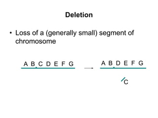 Deletion
• Loss of a (generally small) segment of
chromosome
A B C D E F G A B D E F G
C
 