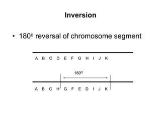 Inversion
• 180o reversal of chromosome segment
A B C D E F G H I J K
A B C H G F E D I J K
180O
 
