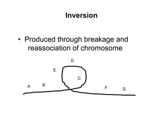 Inversion
• Produced through breakage and
reassociation of chromosome
A B
C
D
E
F G
 