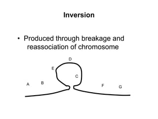 Inversion
• Produced through breakage and
reassociation of chromosome
A B
C
D
E
F G
 