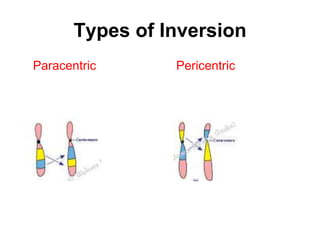 Types of Inversion
Paracentric Pericentric
 