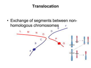 Translocation
• Exchange of segments between non-
homologous chromosomes F
A
B
C
D
E
L M N
O
P
Q
 
