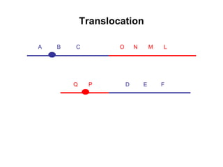 Translocation
A B C
D E F
O N M L
Q P
 