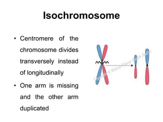 Isochromosome
• Centromere of the
chromosome divides
transversely instead
of longitudinally
• One arm is missing
and the other arm
duplicated
 